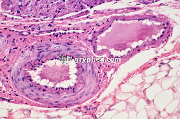 Veinule et artériole estomac Lapin x100 - gryphea.org